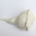 Centorganic Dakshinavarti Shankh, Valampuri Sangu (White, 16-17 cm)