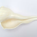 Centorganic Dakshinavarti Shankh, Valampuri Sangu (White, 16-17 cm)