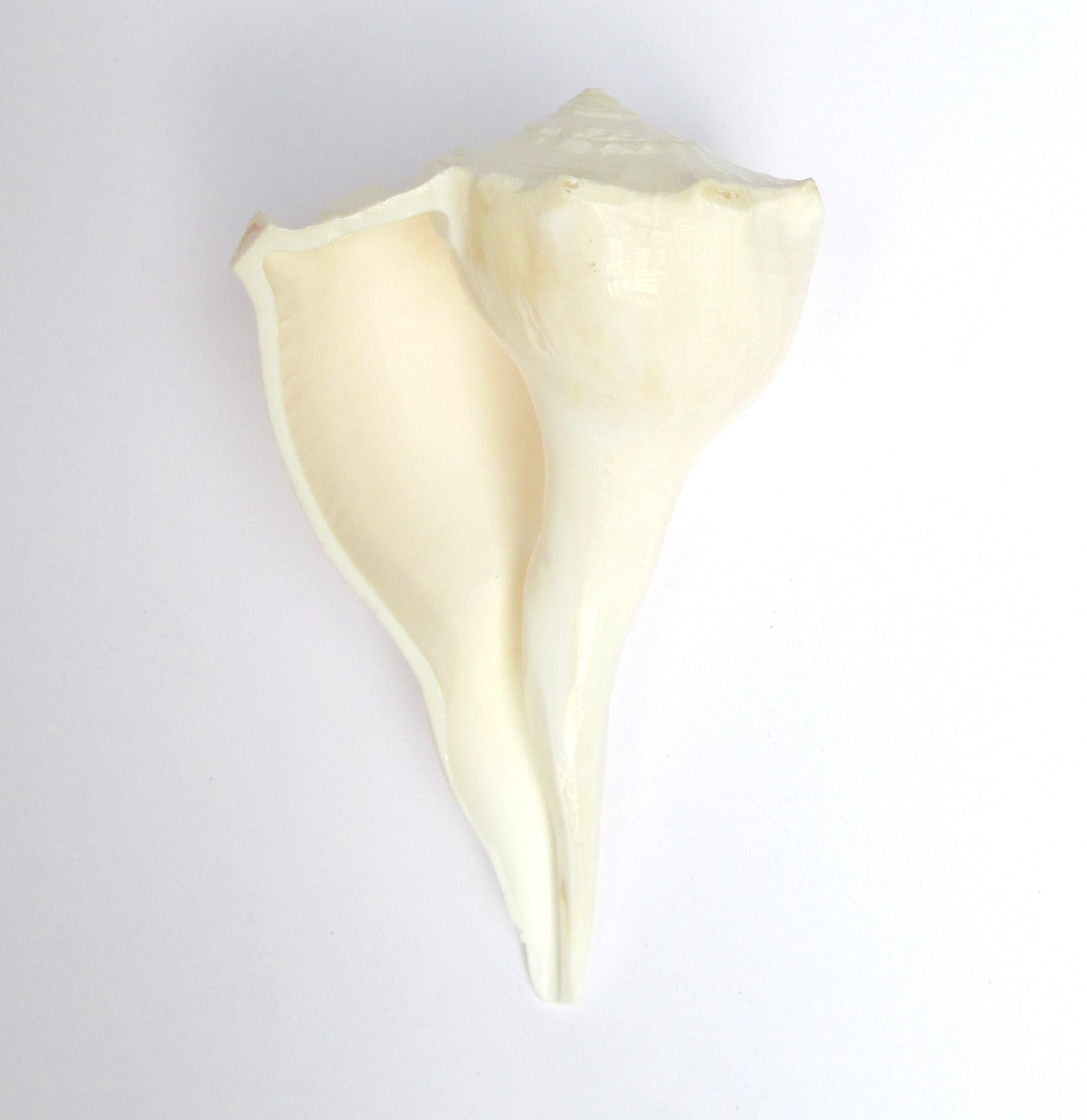 Centorganic Dakshinavarti Shankh, Valampuri Sangu (White, 11-12 cm)