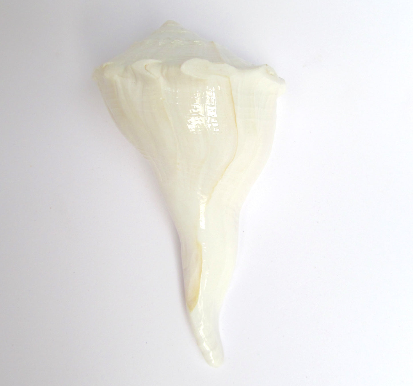 Centorganic Dakshinavarti Shankh, Valampuri Sangu (White, 13-14 cm)