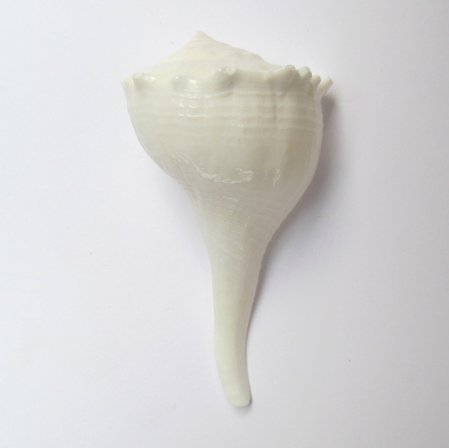 Centorganic Dakshinavarti Shankh, Valampuri Sangu (White, 11-12 cm)