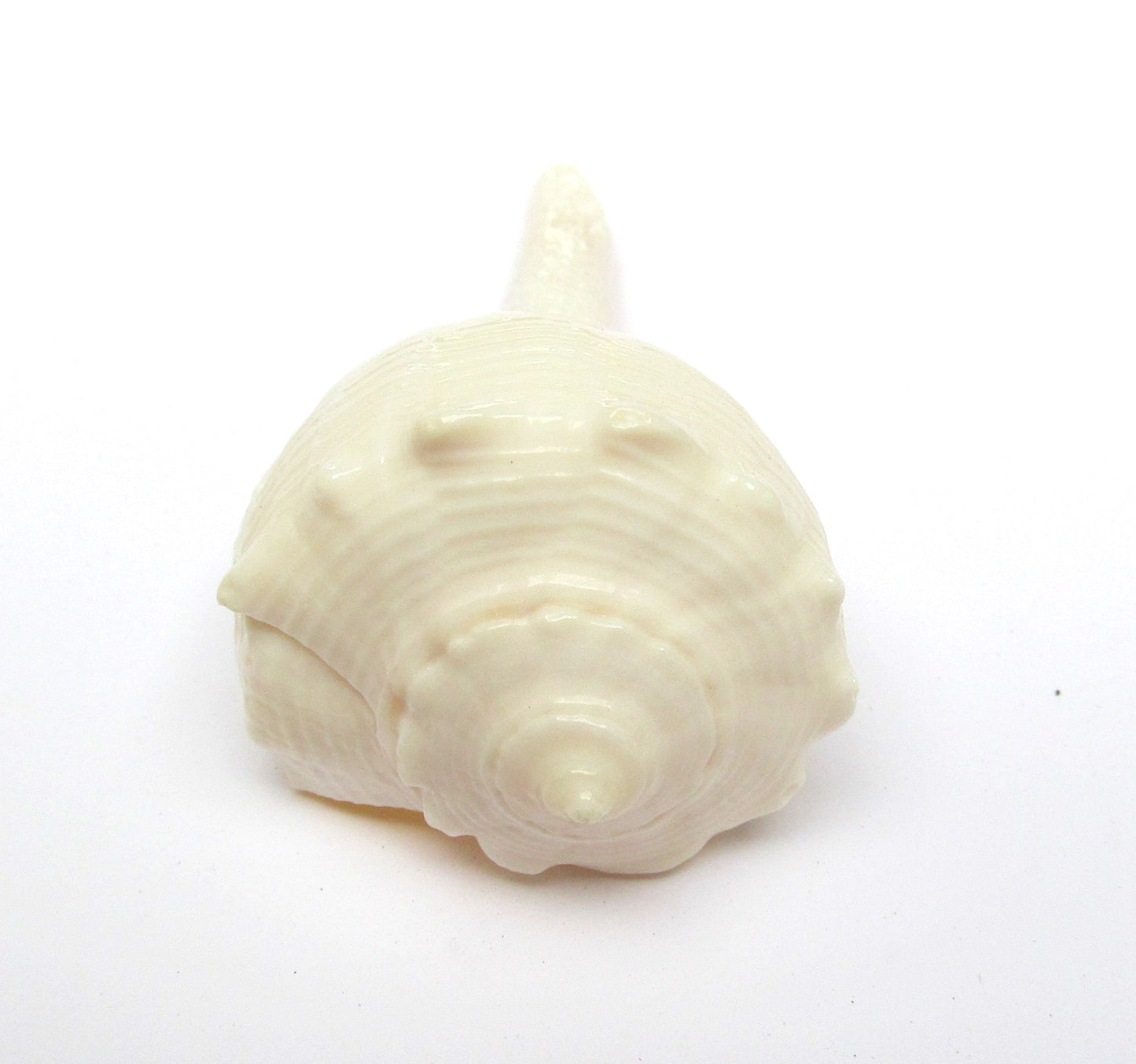 Centorganic Dakshinavarti Shankh, Valampuri Sangu (White, 6-7 cm)