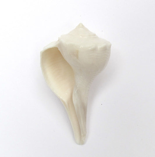 Centorganic Dakshinavarti Shankh, Valampuri Sangu (White, 6-7 cm)