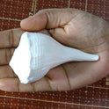 Centorganic Dakshinavarti Shankh, Valampuri Sangu (White, 6-7 cm)