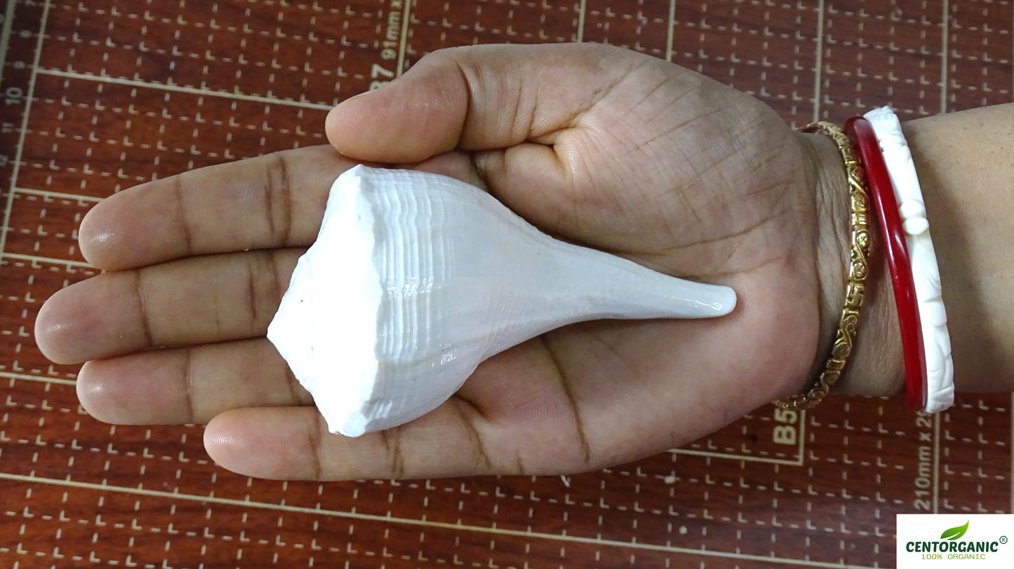 Centorganic Dakshinavarti Shankh, Valampuri Sangu (White, 6-7 cm)