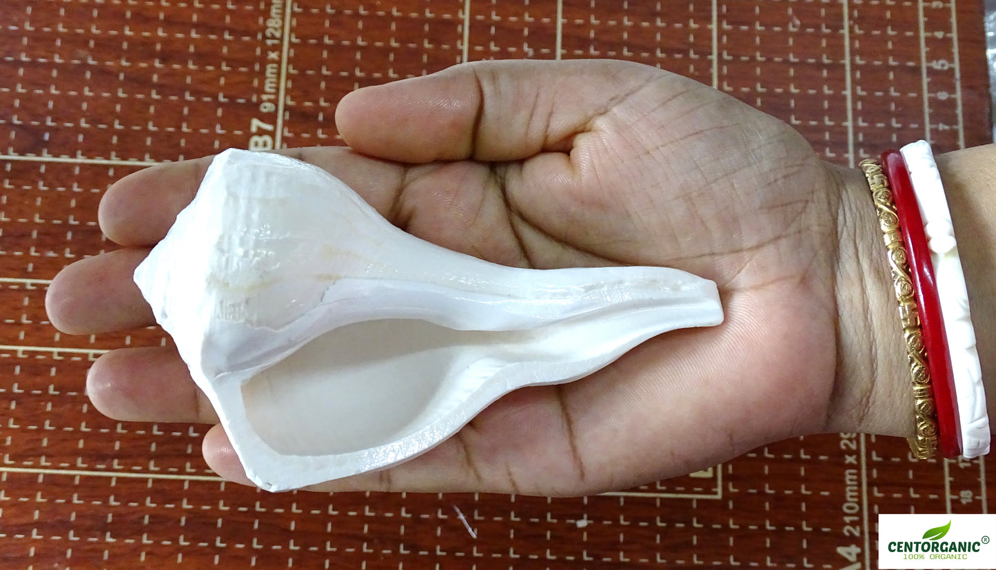 Centorganic Dakshinavarti Shankh, Valampuri Sangu (White, 8-9 cm)