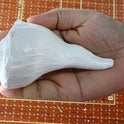 Centorganic Dakshinavarti Shankh, Valampuri Sangu (White, 8-9 cm)