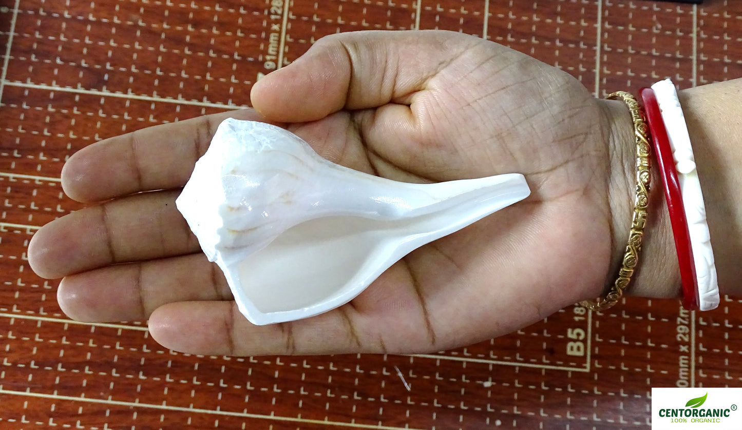 Centorganic Dakshinavarti Shankh, Valampuri Sangu (White, 6-7 cm)