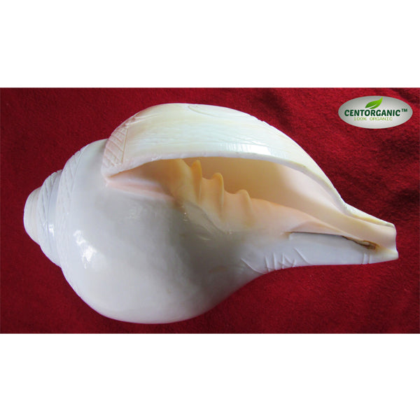 CENTORGANIC Sea Shell Vamavarti Natural Loud Blowing Shankh, Premium Big Size Shankh, 6.5 Inch (16+cm) in Length