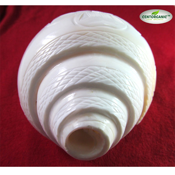 CENTORGANIC Sea Shell Vamavarti Natural Loud Blowing Shankh, Premium Big Size Shankh, 6.5 Inch (16+cm) in Length