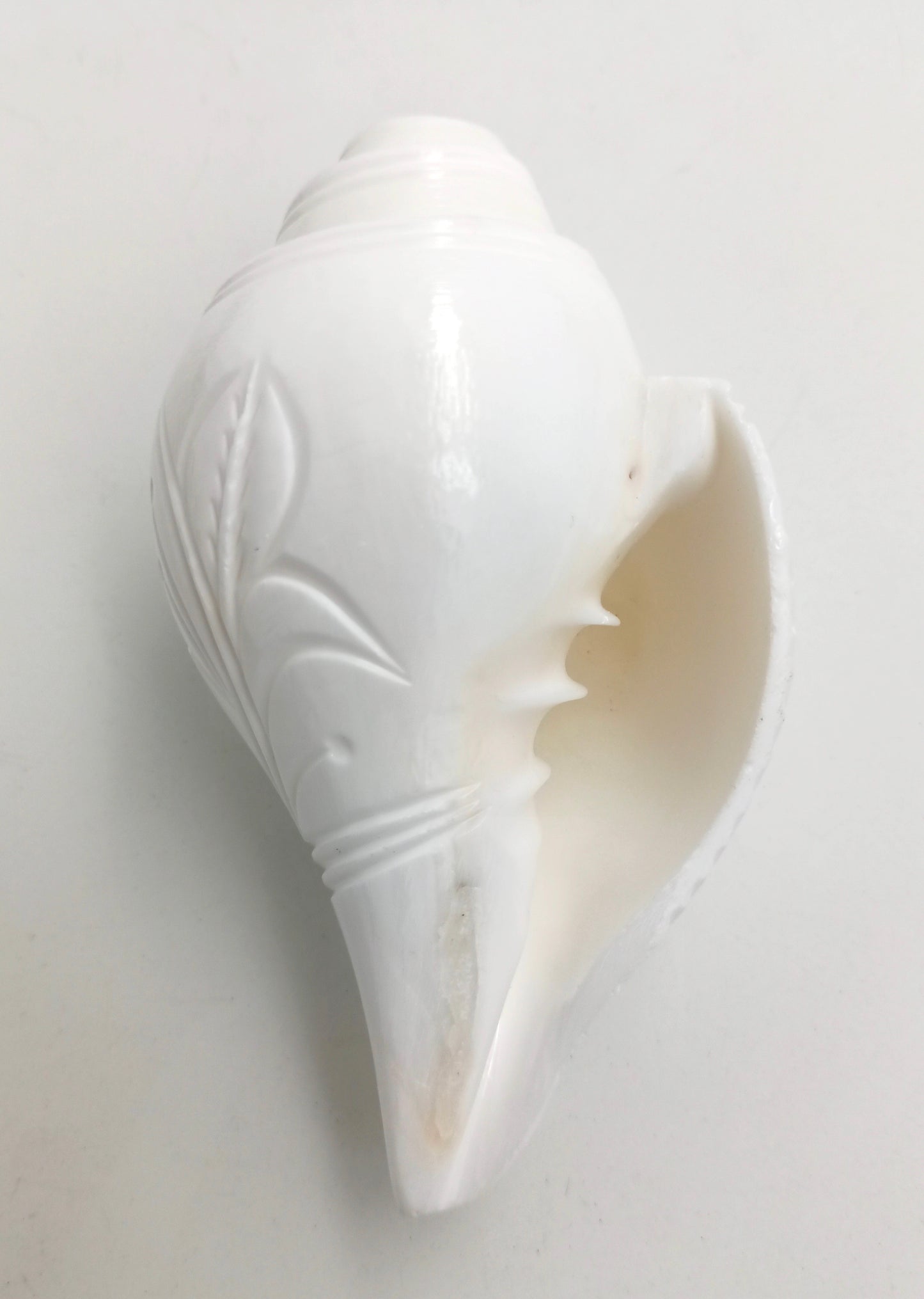 Centorganic Conch Shell Vamavarti Natural Loud Blowing Shankh for Pooja Original, Engraved Premium Small Size, 5 Inch(12 to 13 cm) in length.