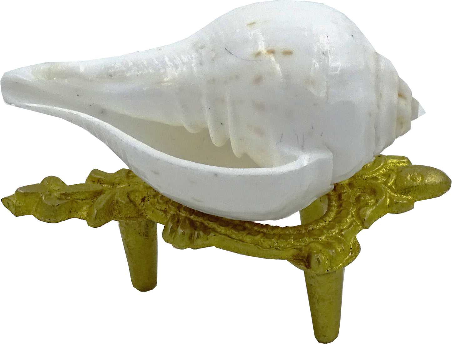 Centorganic Natural Jal sankha / Pani shankh for puja original with Brass stand (3 inch, Very Small )