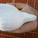 Centorganic Pure Natural Blowing Conch Shell | with Shankh Stand | Vamavarti Shankh ( 5 Inch, Small)