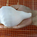 Centorganic Pure Natural Blowing Conch Shell | with Shankh Stand | Vamavarti Shankh ( 5.5 Inch, Medium Size)