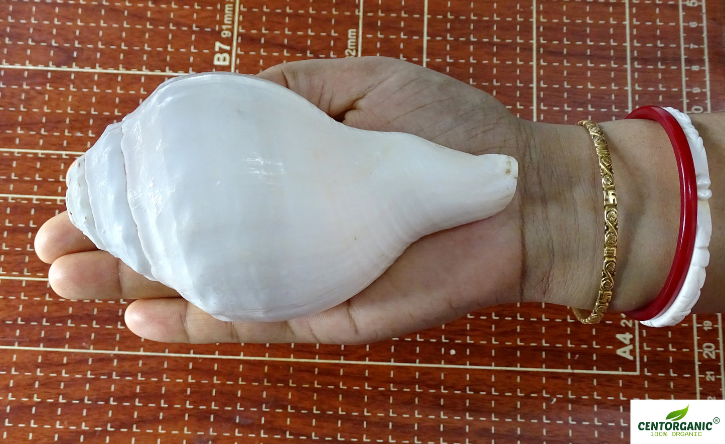 Centorganic Pure Natural Blowing Conch Shell | with Shankh Stand | Vamavarti Shankh ( 5.5 Inch, Medium Size)