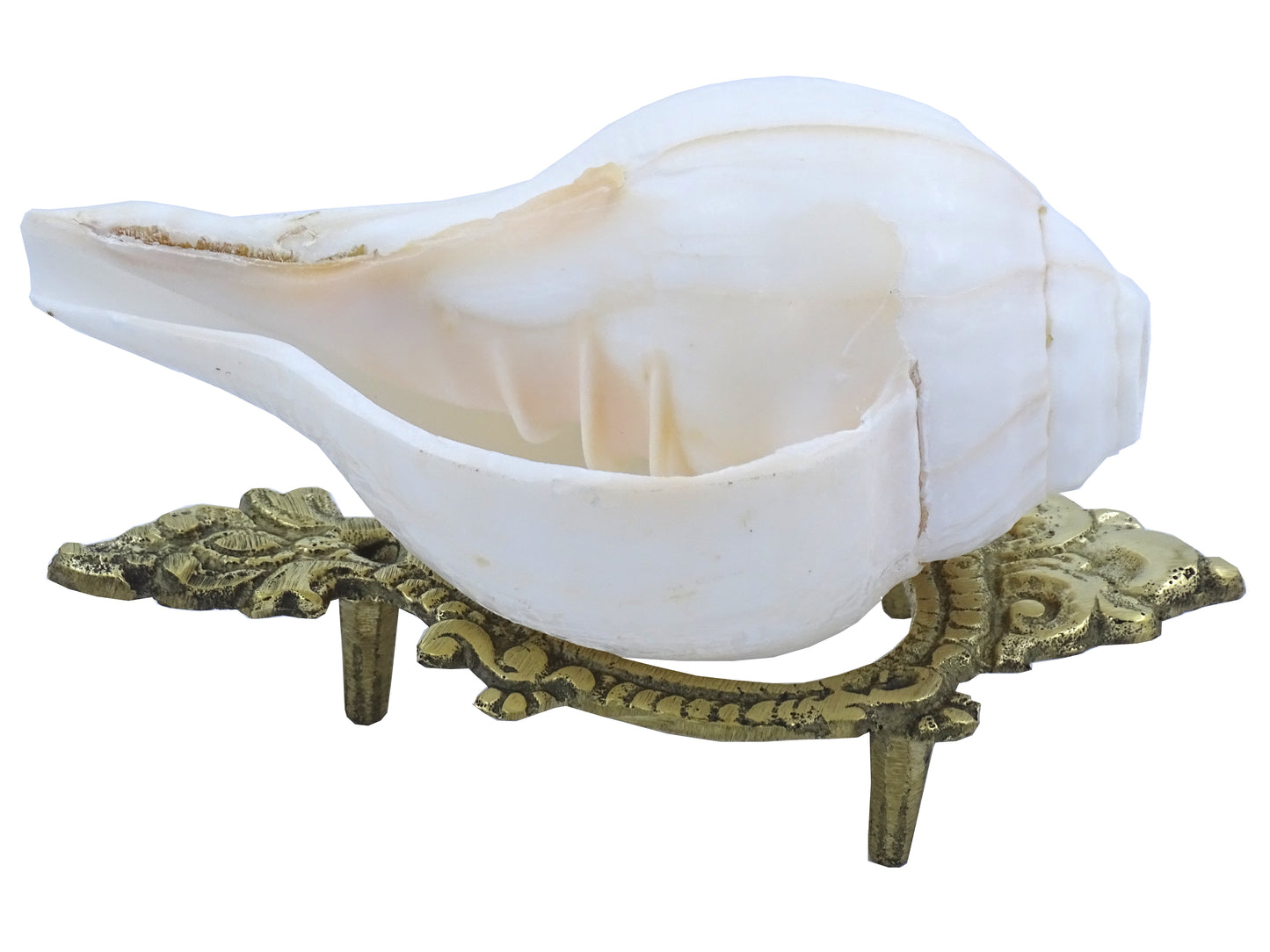 Centorganic Pure Natural Blowing Conch Shell | with Shankh Stand | Vamavarti Shankh ( 5.5 Inch, Medium Size)